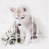 Foto Tegelsticker 20x15 'Husky Pup' Form.60x45 Cm Hxb -Plakfolie Winkel 1944963558