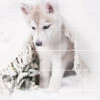 Foto Tegelsticker 15x15 'husky Pup' 90x75 Cm Hxb -Plakfolie Winkel 1949298471