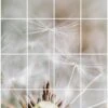 Foto Tegelsticker 20x15 'Paardenbloem Close-up' 80x60 Cm Hxb -Plakfolie Winkel 1949299248