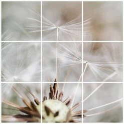 Foto Tegelsticker 15x15 'Paardenbloem Close-up' 45x45 Cm Hxb