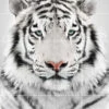 Foto Tegelsticker 15x15 'Witte Tijger' 75x60 Cm Hxb -Plakfolie Winkel 1949300376