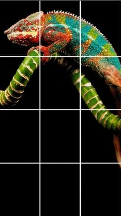 Foto Tegelsticker 20x15 Kameleon 80x45 Cm Hxb